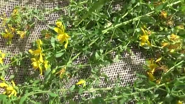 St Johns wort çim alanı çuval bezi üzerinde toplanan. Şifalı bitkiler yaz aylarında hasat. Panorama hareket kamera steadicam ile. — Stok video