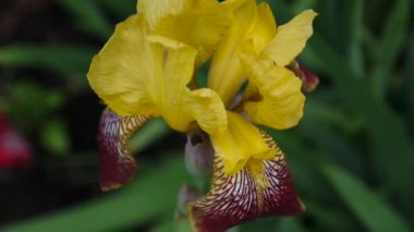 Sarı irise rüzgarla hareket. Video görüntüleri Hd statik kamera.