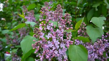 Lila mor çiçekli dal. Syringa vulgaris. Makro çekim sabit kamera. Hafif rüzgarda sallanan.