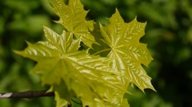 Yeşil bahar bırakır. Rüzgarda sallanan güzel genç yeşil akçaağaç ağaç.