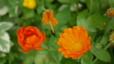 Calendula çiçek, tıbbi bitki. Calendula officinalis. Video görüntüleri.