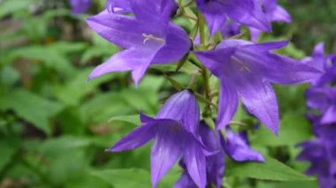 Güzel doğa sahne flowerbed üzerinde çiçek açan campanulas çiçekli. Video görüntüleri statik kamera.