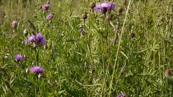 Meadow Knapweed. Centaurea jacea flor en el campo de verano — Vídeos de Stock