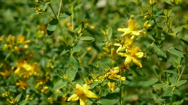 Erva St. Johns, planta medicinal com flor no campo . — Vídeo de Stock