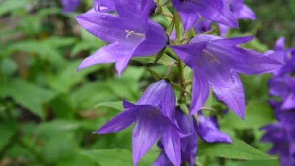 Hermosa escena natural con flores de campanulas florecientes en el macizo de flores. Imágenes de vídeo cámara estática . — Vídeo de stock