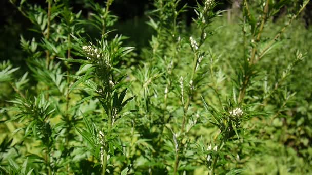 Blossoming artemisia vulgaris fresh medicinal plant HD — Stock Video
