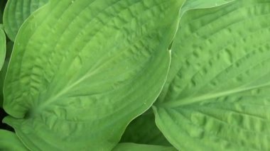 Bahçedeki ANABİLGA bitkinin taze yeşil yaprakları. Steadicam ile çekim Hd video görüntüleri. Ağır çekim panorama canlı yakın kadar yapraklar..