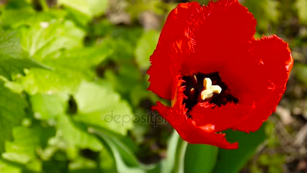 Uma tulipa vermelha a balançar do vento. Câmera estática HD imagens . — Vídeo de Stock