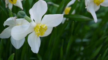 Beyaz nergis çiçek bitki video Hd görüntüleri çekim sabit kamera bahar.