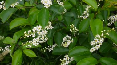 Çiçekli kuş kiraz bahar yakın çekim, dalları Rüzgar. Prunus padus. Video görüntüleri Hd statik kamera çekim..