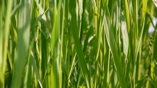 Verde hierba macro hermoso fondo verano. Imágenes de vídeo de alta definición 1920x1080 cámara estática . — Vídeo de stock