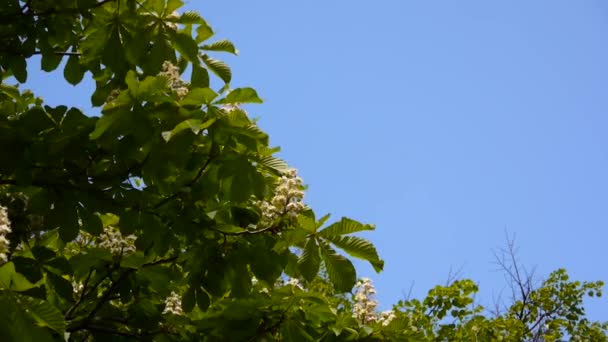 Marronnier en fleurs au printemps. La vidéo est filmée avec une caméra statique . — Video