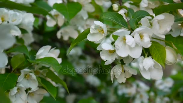 Bela árvore de maçã florescente na primavera do vento no jardim. Câmera estática . — Vídeo de Stock