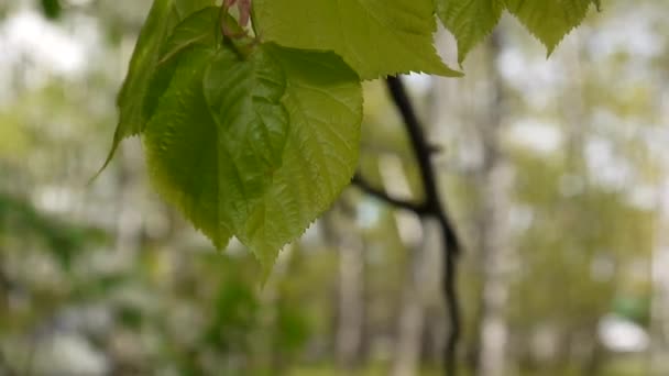 Зеленые, свежие листья липы липы Tilia природный фоновый лес весной. Статическая камера. 1080 Видео Full HD . — стоковое видео