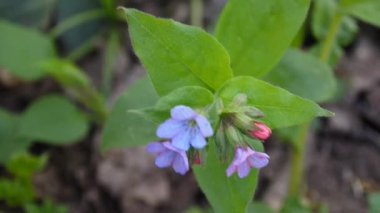 lungwort Pulmonaria çiçek açan çiçek