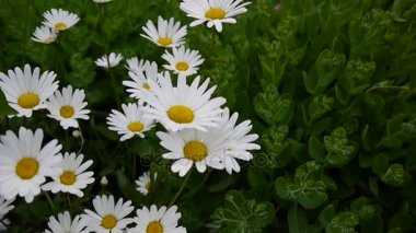 Papatyalar Flowerbed üzerinde büyüyen. Çiçek rüzgar statik kamera video görüntüleri. Doğal arka plan.