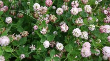 Yaz aylarında bir alanda yonca çiçeği. Yonca orta. Güneşli gün.