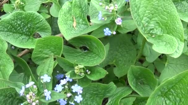 Förgätmigej skogen blå blomma. Strävbladiga växter. Myos tis. Skytte kamera sakta rörelse med Steadicam. Panorama av växter. — Stockvideo