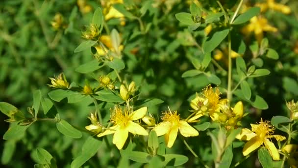 Сент-Джонс Мбаппе, лекарственное растение с цветком в поле . — стоковое видео