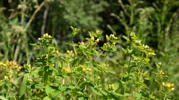 Αγίου Johns wort, φαρμακευτικό φυτό με το λουλούδι στο πεδίο. — Αρχείο Βίντεο