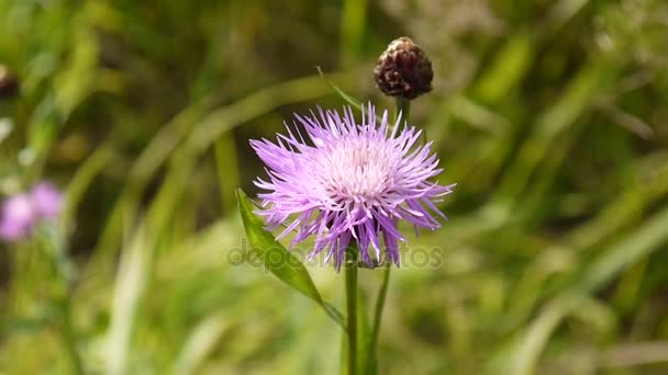 Knapweed Λιβάδι. Centaurea jacea λουλούδι στο πεδίο καλοκαίρι — Αρχείο Βίντεο