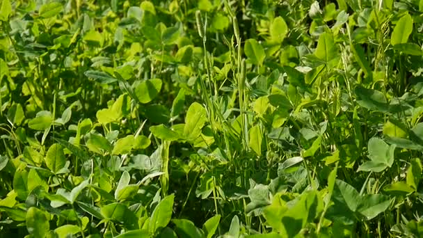 Trébol verde moviendo hojas agitando el viento. Trefoil, trébol. Grabación de vídeo de la cámara estática . — Vídeos de Stock