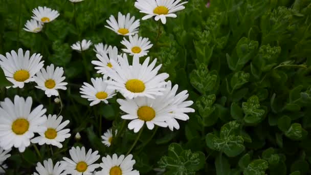ヒナギクは花壇に成長しています。花風の静的なカメラでの映像。自然の背景. — ストック動画
