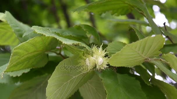 Hazelnuts on the branch close up. HD video footage. — Stock Video