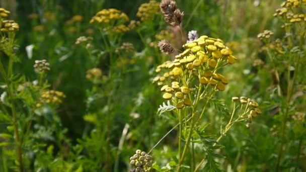 Amargos botones dorados de Tanacetum vulgare arbusto de flores amarillas en el viento HD metraje - Tansy planta perenne de floración herbácea. Cámara estática — Vídeos de Stock