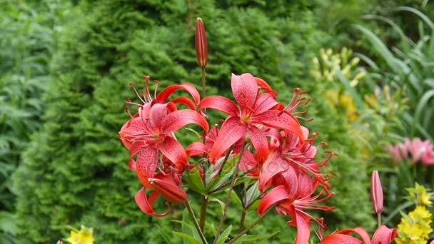 Red Lilium bulbiferum details close-up HD footage - Herbaceous lily flower video. — Stock Video