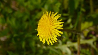 Bahar alanındaki karahindiba çiçek açan sarı video closeup.