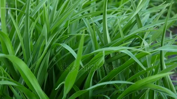 Verde hierba macro hermoso fondo verano. Imágenes de vídeo de alta definición 1920x1080 cámara estática . — Vídeo de stock