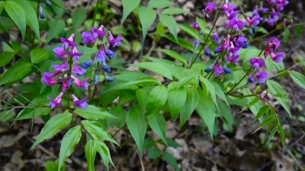 Lathyrus vernus 보라색 꽃 봄 숲에 그늘에서. 정적 카메라 촬영. 가벼운 바람. — 비디오