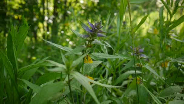 野生の花の木の牛。夏の草原で Melampyrum nemorosum — ストック動画