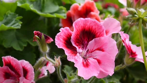 Roze geranium bloemen op de flowerbed. HD videocamera statische. — Stockvideo