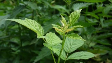 rüzgarda sallanan ahududu çalı portre