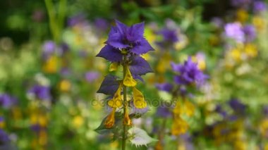 Kır çiçekleri ahşap inek kapatın. Yaz çayır Melampyrum nemorosum