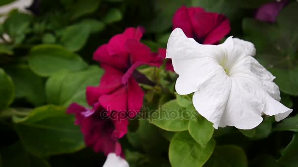 Colorful petunias swaying in the breeze — Stock Video