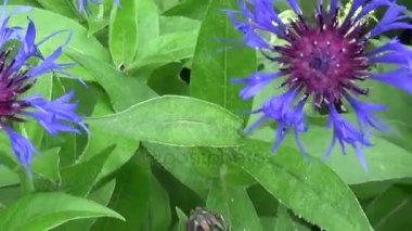 Rüzgarda kır çiçekleri vereceğim. Centaurea montana.