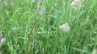 Yeşil çimen yaz alan hareket öznel kamera görüntüleri kapatma