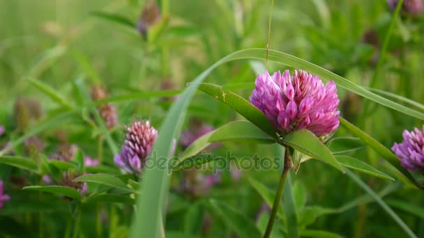 Lóhere virág nyáron mezőjében. Trifolium közepes. — Stock videók