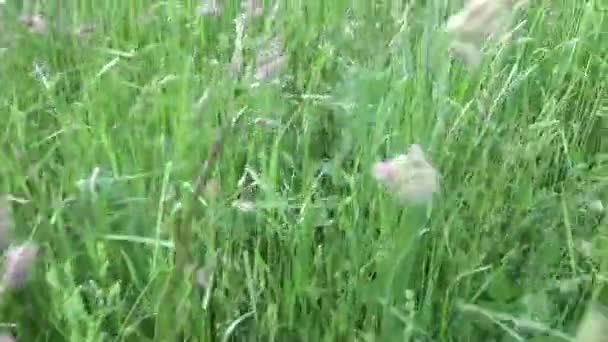 Groen gras in de zomer veld beweging subjectieve camera sluiter beeldmateriaal — Stockvideo