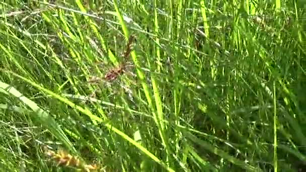 Green grass in summer field motion camera panorama shutting footage with steadicam — Stock Video