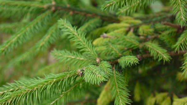 Young green fir tree branch moving in the light wind breeze. Closeup. — Stock Video