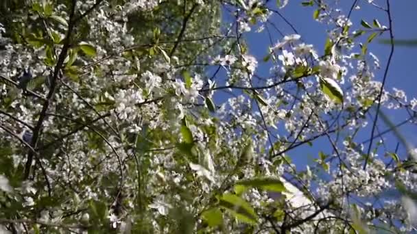 Blossom arbre ciel cerisier branches bleu ciel fond. Vidéo caméra statique . — Video