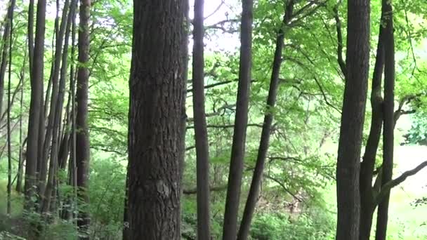 Horizontale panorama van een bladverliezende wouden, het uitzicht op de vallei van boven naar beneden. HD video-opnamen met steadicam. — Stockvideo