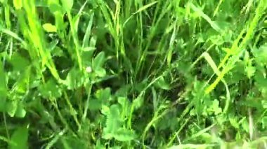 Yeşil çimen yaz alan hareket öznel kamera görüntüleri kapatma