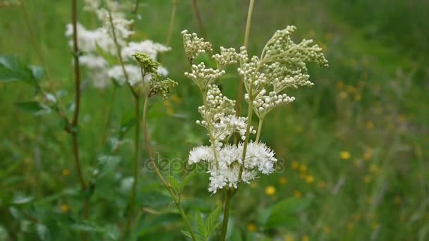 Meadowsweet Filipendula ulmaria floraison avec des fleurs blanc crème dans prairie humide. Eupatorium sur l'agrimonie du chanvre en arrière-plan . — Video