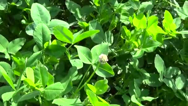 Green fresh clover leafs HD video footage motion camera shooting HD video. Panorama. — Stock Video