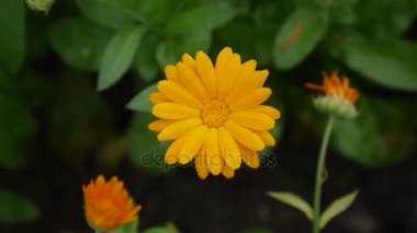 Calendula çiçek, tıbbi bitki. Calendula officinalis. Video görüntüleri.